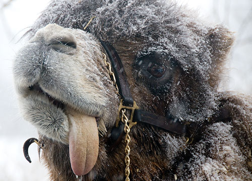 Bactrian Camel at Toronto Zoo