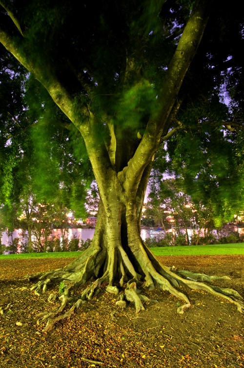 tree_hdr4_sm