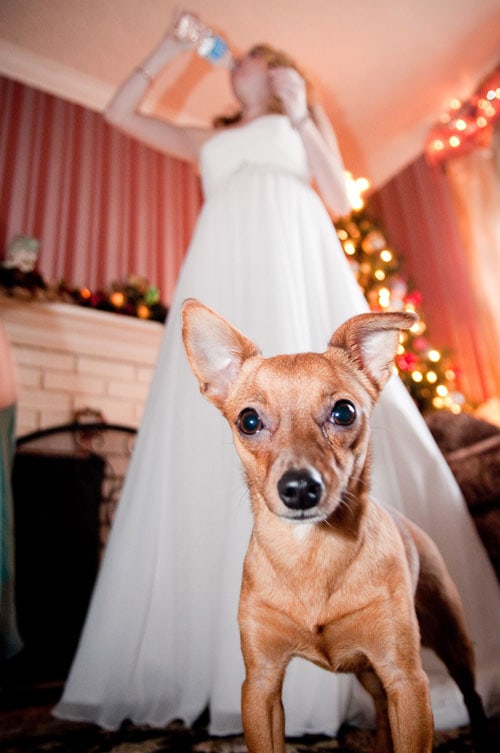 jill_wedding_dog