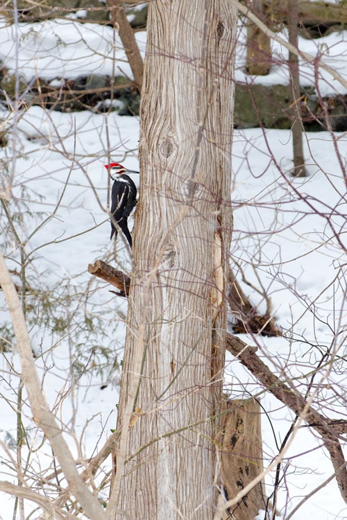 14_winter_fun_in_toronto