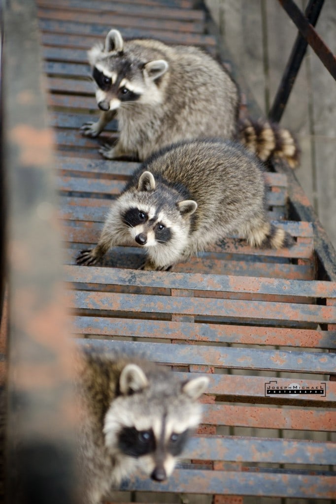 Toronto Racoon Photos