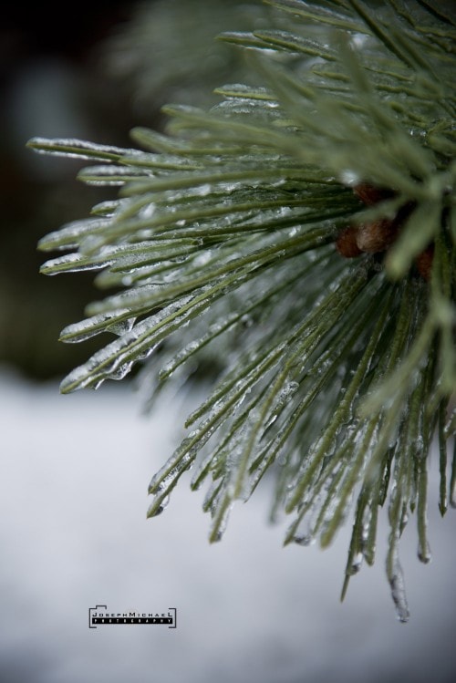 Toronto Ice Storm Photos December 21 2013