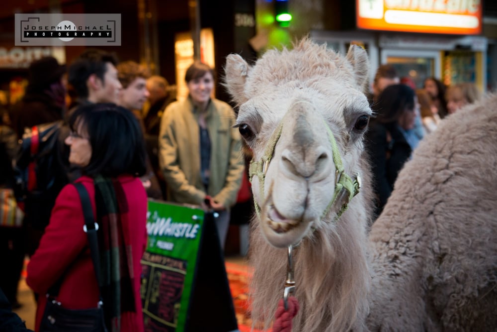 The Sheik World Premier at Hot Docs 2014