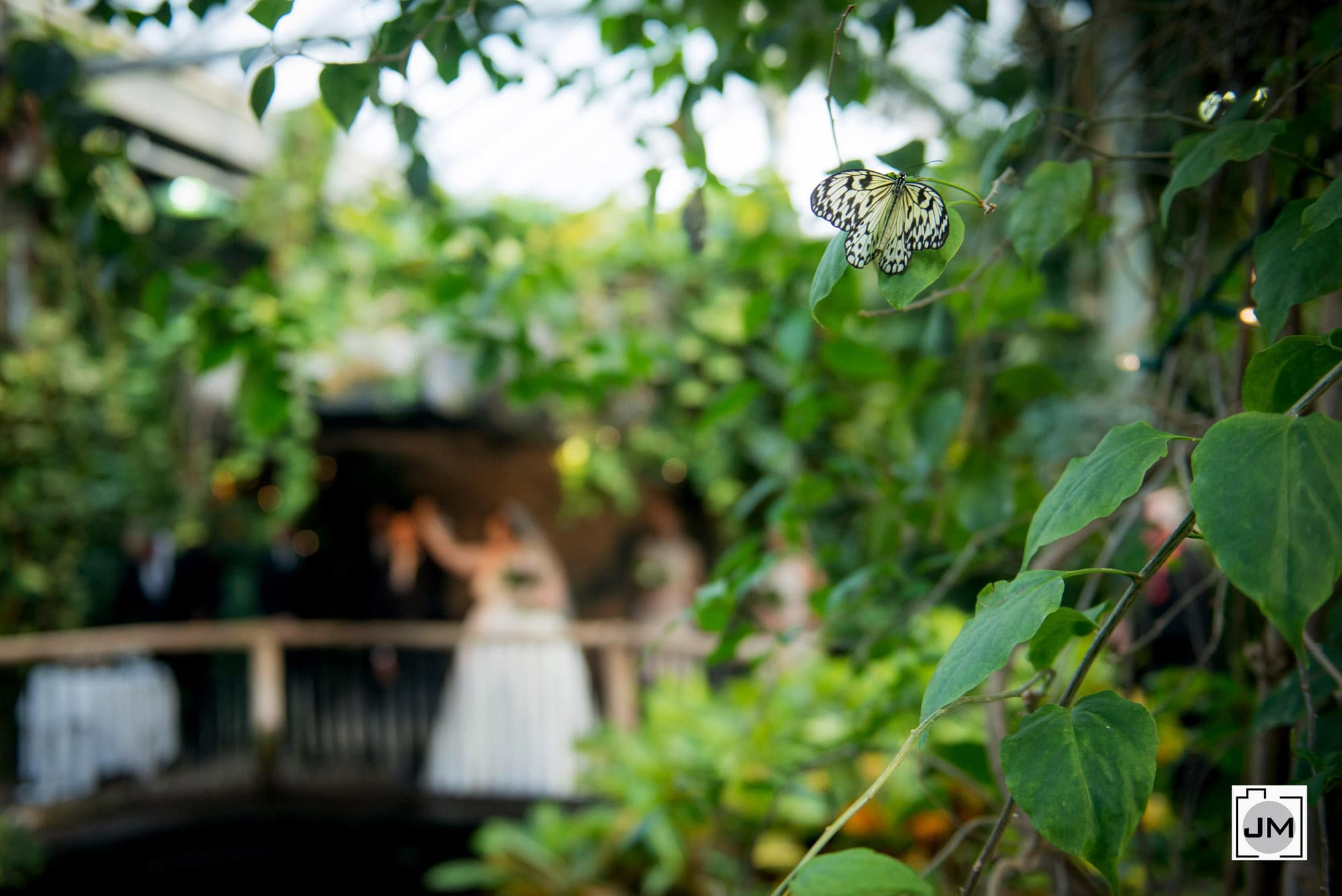 Cambridge Butterfly Conservatory Wedding_021